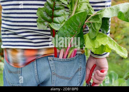 Gardener harvesting homegrown vegetables including rainbow Swiss chard (pictured) in his suburban back garden vegetable plot. UK Stock Photo