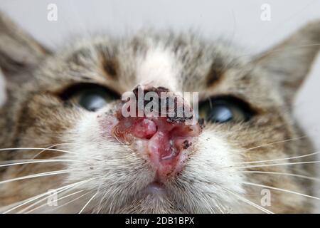 Cat With Nasal Tumor Stock Photo Alamy