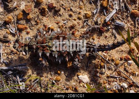 Australian Thorny Devil, Moloch horridus, an ant-eating lizard, natural habitat in Kalbarri, Western Australia Stock Photo