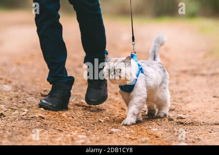 Man walking the cat on pet harness and leash. People and pets. People and pets Stock Photo