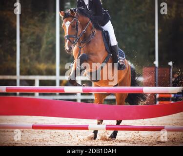 A beautiful bay horse with a rider in the saddle jumps the high pink barrier, kicking up dust on the open arena. Horseback riding. Equestrian sport. Stock Photo