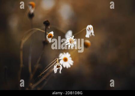 White delicate daisies on thin stalks wither, dry and die in the dark cold autumn time. Stock Photo