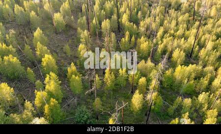 Young trees growing at the site of forest fire. Recovery of the environment after disaster. Dry and burnt tree trunks from top. Aerial view from drone