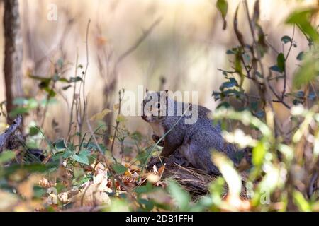 Eastern grey squirrel in autumn forest Stock Photo