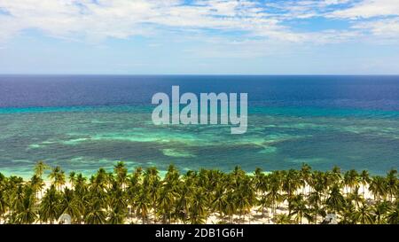 Aerial top view on sand beach,palm tree and ocean. Sandy beach and azure water. Panglao island, Bohol, Philippines. Stock Photo