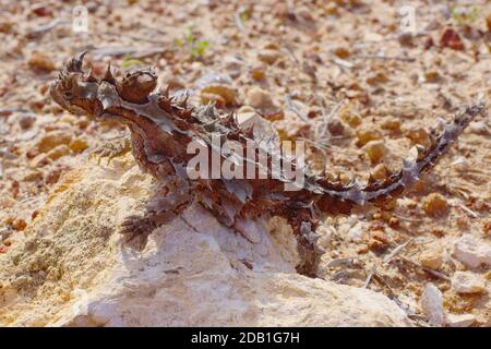 Australian Thorny Devil, Moloch horridus, an ant-eating lizard, natural habitat in Kalbarri, Western Australia, lateral view Stock Photo