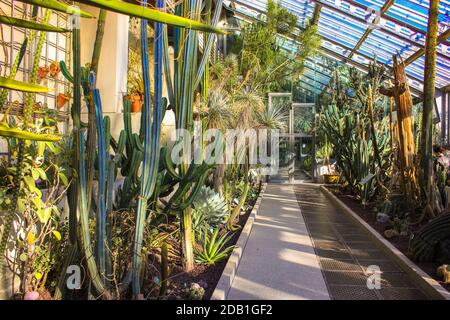 Greenhouse with cactuses and succulents under a glass dome. Botanical Park without people during quarantine in Madrid, Spain. Sights of Europe. Stock Photo