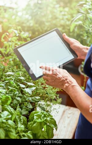 Using digital tablet during herbs growing in greenhouse Stock Photo