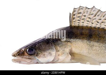 zander pike-perch close-up isolated on white background. Stock Photo