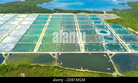 Shrimp farm with ponds and aerator pump, top view. Bohol, Philippines. The growing aquaculture business continuously threatening the nearby wetlands. Stock Photo