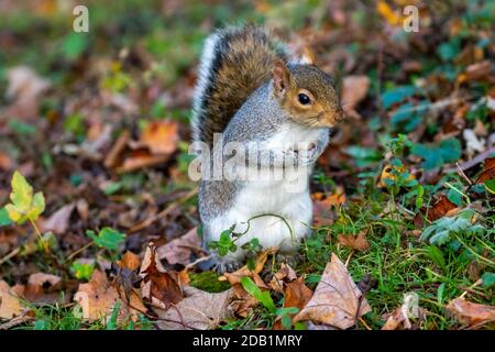 Grey squirrel gathers nuts in paws during autumn with autumn leaves on ground. Also Gray Squirrel or "Sciurus carolinensis". Botanic Gardens, Dublin Stock Photo