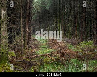 Clearing in managed pinewood. UK. Stock Photo