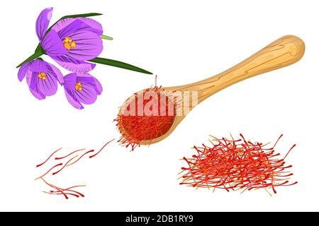 Saffron set isolated on white background.Dried spice saffron threads in wooden spoon and crocus flower.Organic indian spices.Stock vector illustration Stock Vector