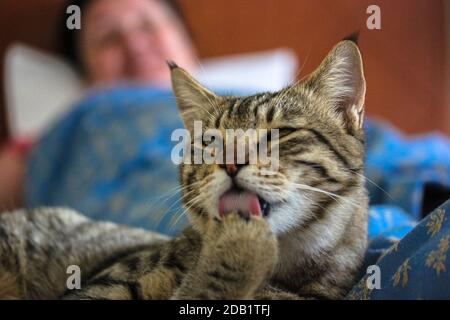 Beautiful striped cat licks his paw lying on the sofa in the room at home, green eyes and a long mustache pet close-up and the owner in the background Stock Photo