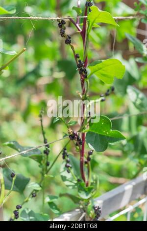 Close-up view cluster of matured malabar spinach seeds and flowers on vine trellis at backyard garden near Dallas, Texas, America. Other name are Base Stock Photo