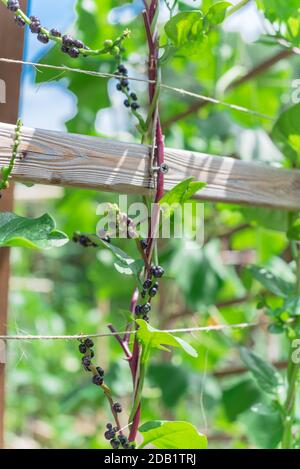 Close-up view cluster of matured malabar spinach seeds and flowers on vine trellis at backyard garden near Dallas, Texas, America. Other name are Base Stock Photo