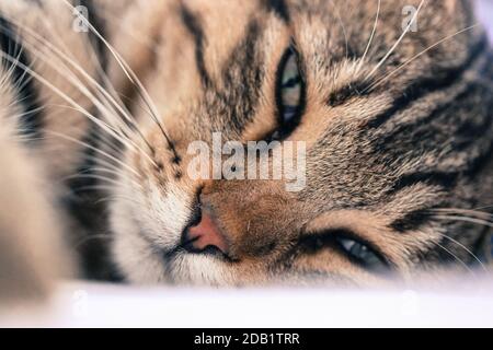 Beautiful striped fluffy cat close-up, green eyes and long mustache, beloved pet resting on the sofa at home. Stock Photo