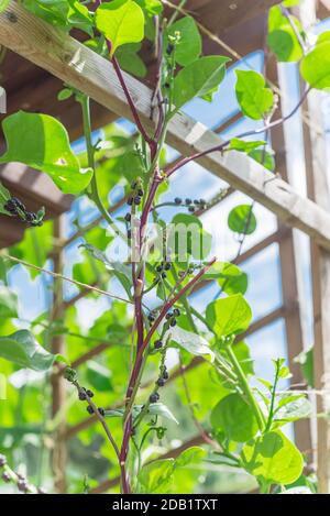 Malabar spinach seeds and flowers on vine trellises to pergola at backyard garden near Dallas, Texas, America. Other name are Basella Rubra, malabar S Stock Photo