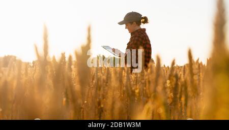 A woman farmer examines the field of cereals and sends data to the cloud from the tablet. Smart farming and digital agriculture. Stock Photo