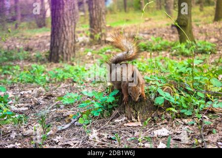 A red squirrel with a fluffy tail sits on a glade in the forest in early spring, small funny animals of our planet. Stock Photo
