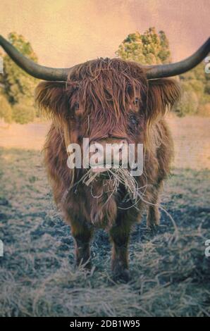 The Highland (Scottish Gaelic: Bò Ghàidhealach; Scots: Hielan coo) is a Scottish breed of rustic cattle. It originated in the Scottish Highlands and t Stock Photo