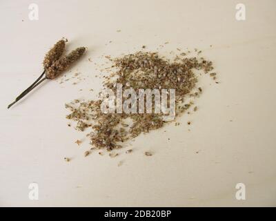 Edible Ribwort plantain seeds with seed husks Stock Photo