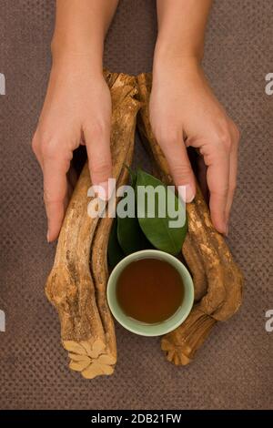 Drinking ayahuasca. Banisteriopsis caapi wood, psychotria leaves and ayahuasca brew and bowl in woman hands. Stock Photo