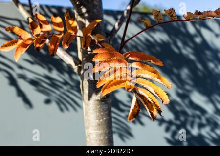 Shadows of a Sorbus, Rowan, Mountain ash tree at the end of summer changing colours, make an abstract image, County Kilkenny, Ireland Stock Photo
