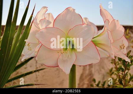 A bouquet of five Picotee Amaryllis flowers from one stem growing on a roof garden in Malta Stock Photo