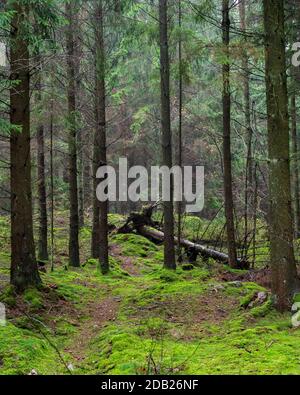 A fallen tree in the dense pine forest in the nature reserve called Skrylle in southern Sweden Stock Photo