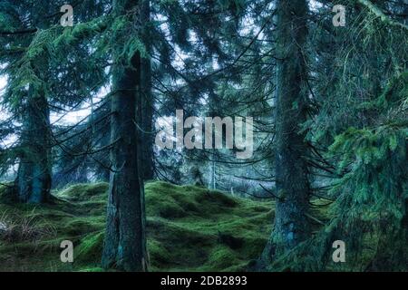 Green mosses in the woods. Enchanted forest background. Stock Photo