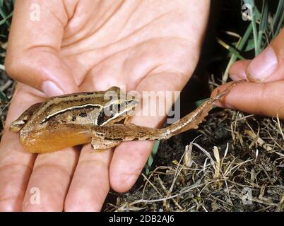 Agile Frog (Rana dalmatina) has very long hind legs. Austria Stock Photo