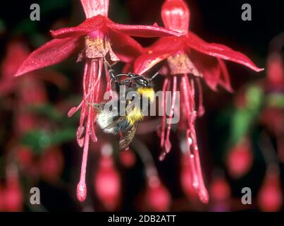 Small Garden Bumble Bee (Bombus hortorum) foraging on Fuchsia flower. Stock Photo