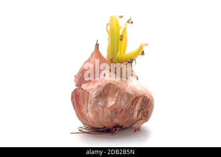 Onion with fresh green sprout. Stock Photo