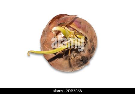 Onion bulbs with fresh green sprouts on white backgrounds Stock Photo