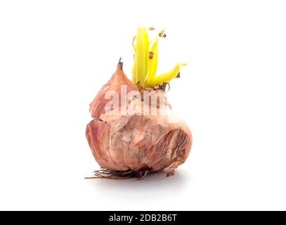 Onion with fresh green sprout. Stock Photo