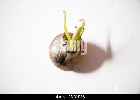 onion with green sprouts isolated on white background. Stock Photo