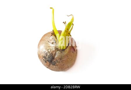 onion with green sprouts isolated on white background. Stock Photo