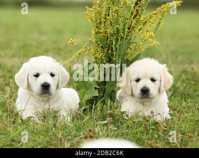 Two beautiful golden retriever puppies with flowers Stock Photo