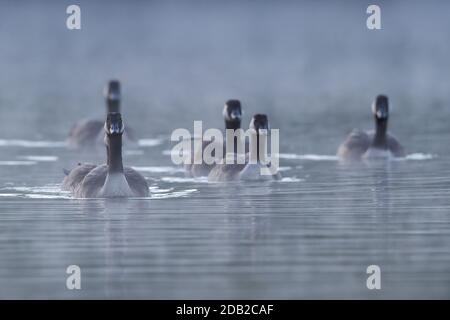Canada Goose (Branta canadensis). Group of adult swimming in morning mist. Germany Stock Photo