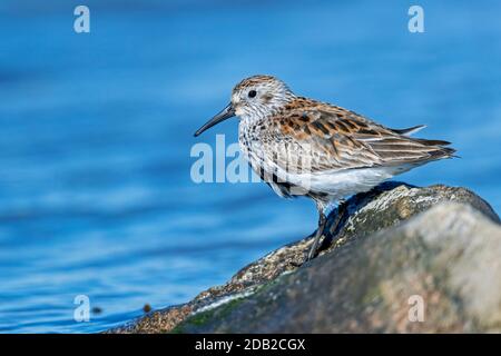 Dunlin (Calidris alpina). Adult standing on a rock in the sea. Germany Stock Photo