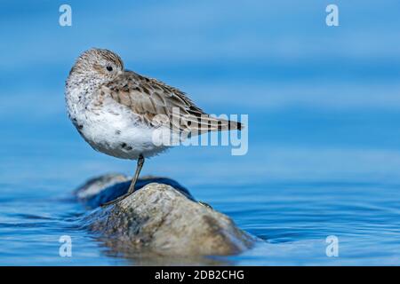 Dunlin (Calidris alpina). Tired adult standing on a rock in shallow water. Germany Stock Photo