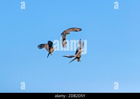 A Common Buzzard (above) with mouse prey being mobbed by a Black Kite (left) and Red Kite (below). Kites are very agile flyers that often try to steal prey from other birds of prey Stock Photo