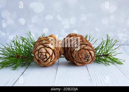 Young pine cones on the branch. Cedar cones in high season. Stock Photo
