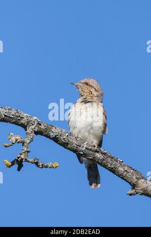 Eurasian Wryneck (Jynx torquilla). Adult perched on a branch. Germany Stock Photo