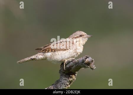 Eurasian Wryneck (Jynx torquilla). Adult perched on a twig. Germany Stock Photo