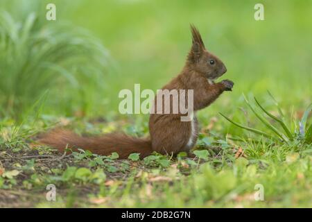 European Red Squirrel (Sciurus vulgaris) on the ground, eating. Germany Stock Photo