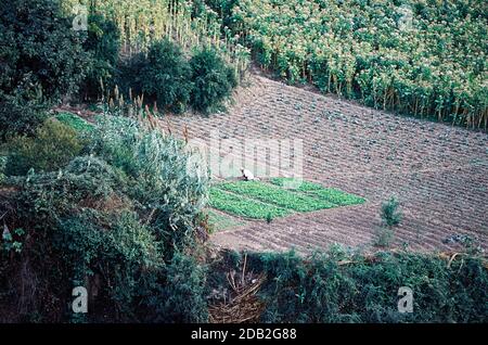 farmer in rif mountains working with plants Stock Photo