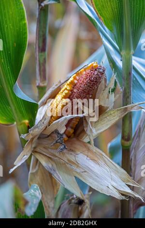 Prairieville, Michigan - Damage to the corn crop in a west Michigan field browsed by deer. Stock Photo