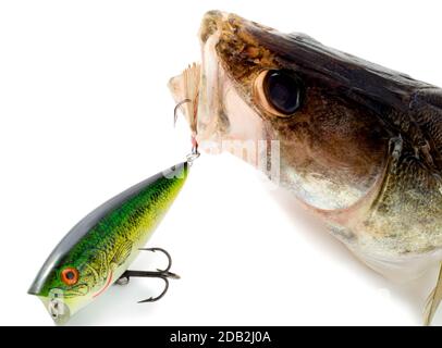 big fish pike perch predator isolated on white background Stock Photo
